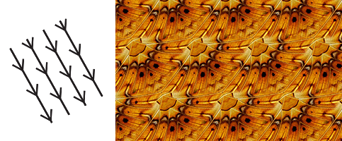 A Mirror & glide (cm) pattern created from a butterfly wing image and its schematics.